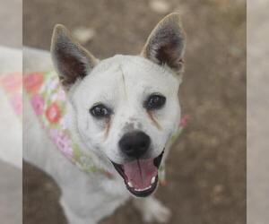 Mutt Dogs for adoption in San Antonio, TX, USA