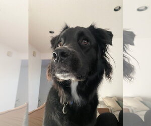 Asher * - Male Border Collie-Siberian Husky Mix Dog for Adoption - Photo #3