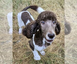 Poodle (Standard) Dogs for adoption in Olalla, WA, USA