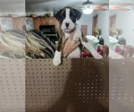 Small Photo #5 Boxer Puppy For Sale in BETHLEHEM, PA, USA