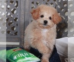 Small #2 Poochon