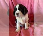 Puppy Purple Collar English Springer Spaniel