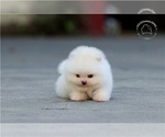 Small Photo #5 Pomeranian Puppy For Sale in CINCINNATI, OH, USA