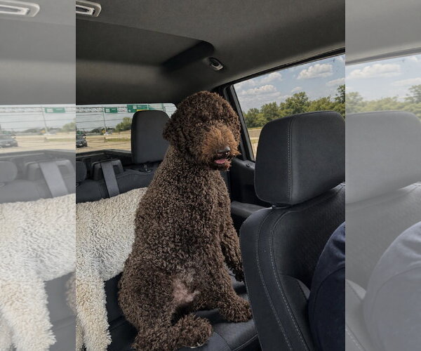 Medium Photo #4 Chocolate Labrador retriever-Poodle (Standard) Mix Puppy For Sale in Euless, TX, USA