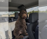 Small #3 Chocolate Labrador retriever-Poodle (Standard) Mix