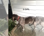 Small Photo #17 German Shorthaired Pointer Puppy For Sale in ENTERPRISE, AL, USA