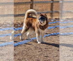 Small #2 Alaskan Malamute-Huskies  Mix