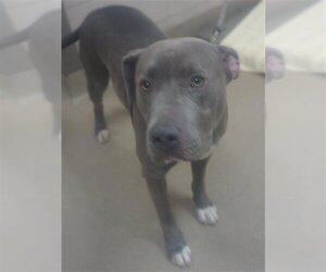 American Pit Bull Terrier Dogs for adoption in Santa Maria, CA, USA