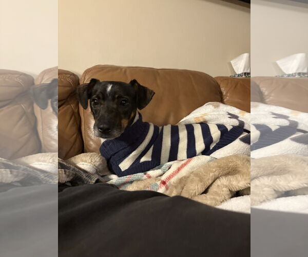 Medium Photo #1 Jack Russell Terrier-Unknown Mix Puppy For Sale in Topeka, KS, USA