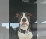 Small #7 American Staffordshire Terrier