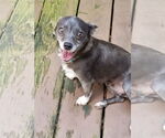 Small #9 Chihuahua Mix