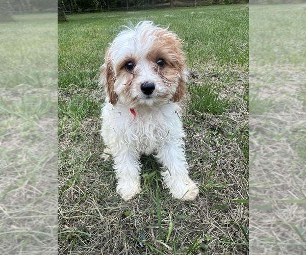 Medium Photo #9 Cavapoo-Poodle (Miniature) Mix Puppy For Sale in DURHAM, CT, USA