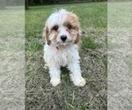 Small #8 Cavapoo-Poodle (Miniature) Mix
