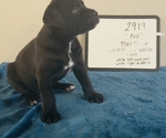 Puppy Puppy 6 Cane Corso