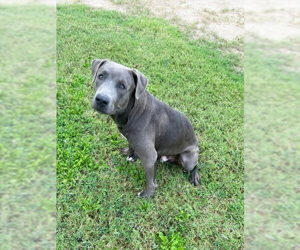 Medium Photo #1 American Pit Bull Terrier-Unknown Mix Puppy For Sale in Riverside, CA, USA