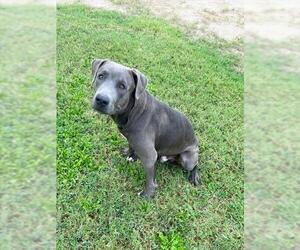 American Pit Bull Terrier-Unknown Mix Dogs for adoption in Riverside, CA, USA