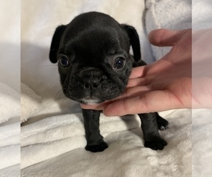 French Bulldog Puppy for sale in JOHNS ISLAND, SC, USA