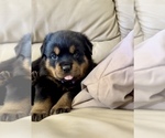 Small #36 Rottweiler