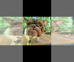 Small Photo #2 Free-Lance Bulldog Puppy For Sale in Jackson Township, NJ, USA