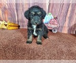 Small Photo #7 Goldendoodle Puppy For Sale in COLORADO SPRINGS, CO, USA