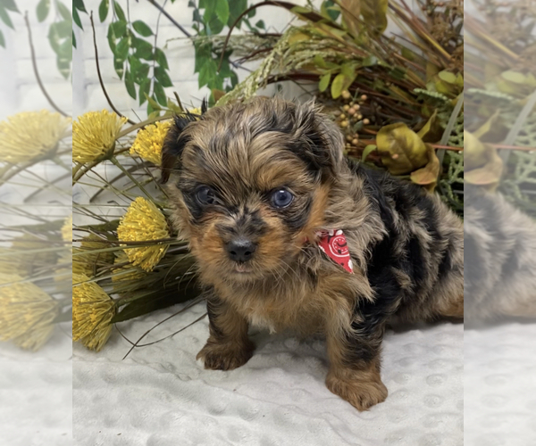Medium Photo #7 Shorkie Tzu Puppy For Sale in SELLERSBURG, IN, USA