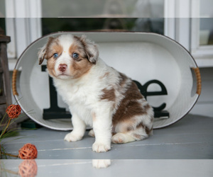 Medium Australian Shepherd