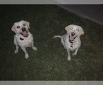 Small Photo #11 Labrador Retriever Puppy For Sale in MESA, AZ, USA