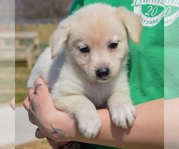 Medium Photo #3 Chihuahua-Unknown Mix Puppy For Sale in Huntley, IL, USA