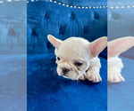 Small #20 French Bulldog