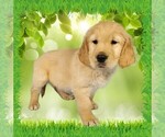 Puppy Sasuke Golden Retriever