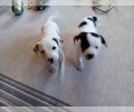 Small Photo #98 American Pit Bull Terrier-Labrador Retriever Mix Puppy For Sale in MOORESBORO, NC, USA