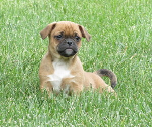 Jug Puppy for Sale in MOUNT SOLON, Virginia USA