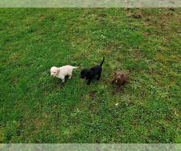 Medium Photo #3 Goldendoodle-Vizsla Mix Puppy For Sale in MOUNT VERNON, WA, USA