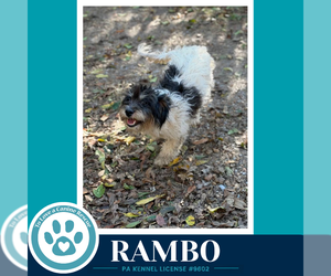 Doxiepoo (Miniature) Dogs for adoption in Kimberton, PA, USA