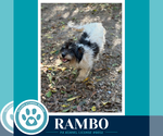 Rambo 101726 - Male Doxiepoo (Miniature) Dog for Adoption - Small photo