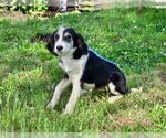 Small #2 Labrador Retriever Mix