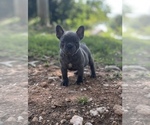 Small Photo #1 French Bulldog Puppy For Sale in TALLAPOOSA, GA, USA