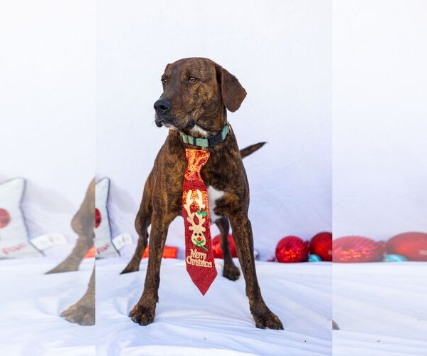 Medium Photo #1 German Shorthaired Pointer-Treeing Walker Coonhound Mix Puppy For Sale in Stover, MO, USA