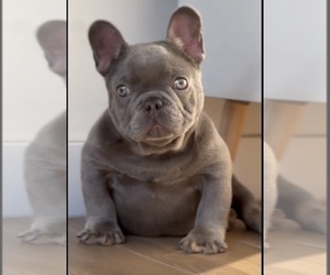 French Bulldog Puppy for Sale in N HOLLYWOOD, California USA