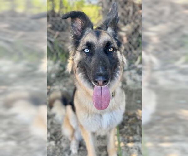 Medium Photo #1 German Shepherd Dog-Unknown Mix Puppy For Sale in Ventura, CA, USA