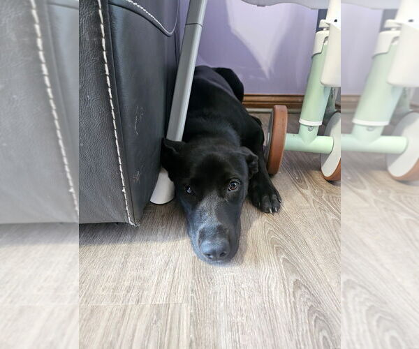 Medium Photo #2 Labrador Retriever-Unknown Mix Puppy For Sale in Aurora, IN, USA