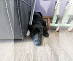 Small #1 Labrador Retriever Mix
