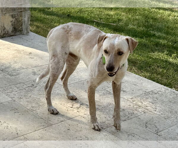 Medium Photo #2 Labrador Retriever-Unknown Mix Puppy For Sale in The Woodlands, TX, USA
