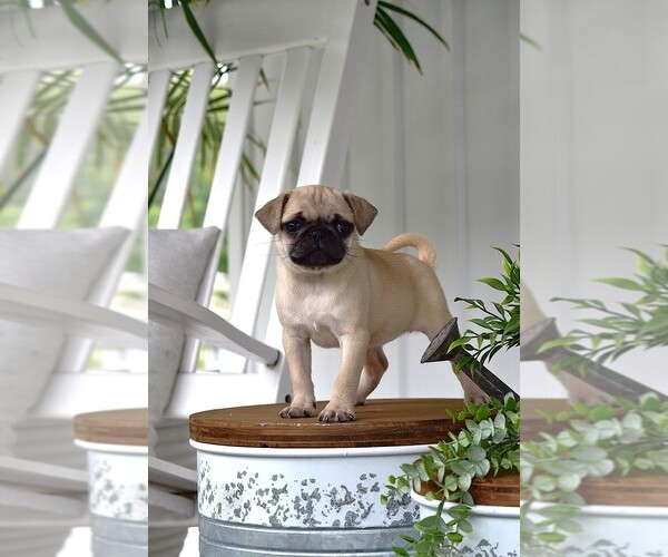 Medium Photo #2 Pug Puppy For Sale in HARTLY, DE, USA