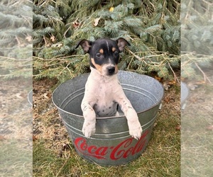 Rat Terrier Puppy for sale in MIDDLEBURY, IN, USA