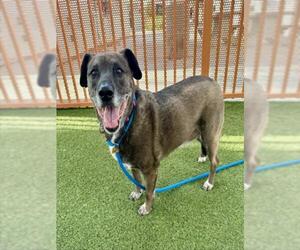 American Pit Bull Terrier-Unknown Mix Dogs for adoption in Las Vegas, NV, USA