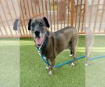 Small American Pit Bull Terrier Mix