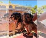 Small Yorkshire Terrier
