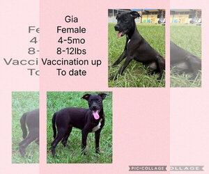 Gia - Female Chihuahua-Retriever  Mix Dog for Adoption - Photo #9