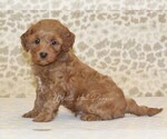 Small #3 Cavapoo